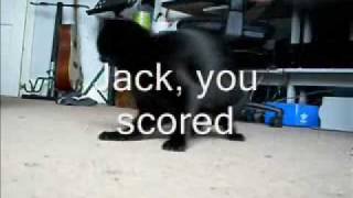 Kitten Spinning Challenge - Jack from Hove, UK