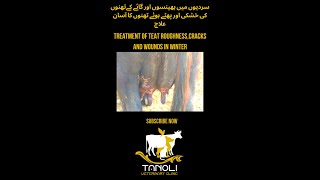 سردیوں میں بھینسوں اور گائے کےتھنوں کی  خشکی/ زخم کا آسان علاج || Tanoli Veterinary Clinic