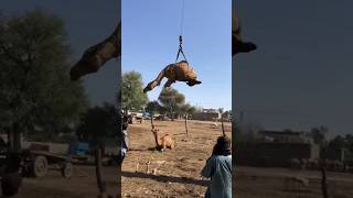 Camel loading amazing video #camel #youtubeshorts #youtube #ytshorts #animals #shorts #viralvideo