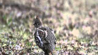 Ruffed Grouse