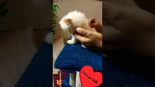 My cute baby kitten bella this is how I groom her every day #shorts #kitten #bellafam