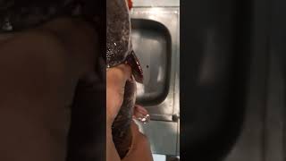 Catfish Live Cooking