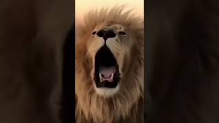 The Lion 🦁 King 👑 || Mufasa Roar 🔥⚡️|| #shorts #short #viral