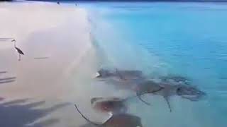 Amazing Ray Sharks on Beach