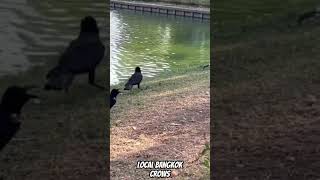 Местные бангкокские вороны #thailand #bangkok #centralpark #bangkokpark #crow #travel