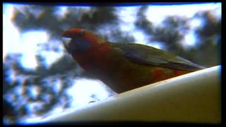 Rosellas Aerial Image super 8mm telecine