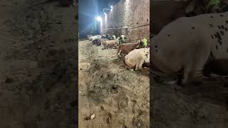 Bakra Eid 2k24||viral||100k target