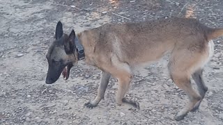 Pastor Belga Malinoi Dando Vueltecillas