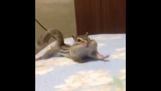 Animal Vines 10 | Lovely squirrels