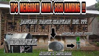 CUKUP DENGAN 5000 AMIH/SUSU KAMBING YANG BENGKAK LANGSUNG SEMBUH???