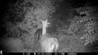 Fallow deer in our garden