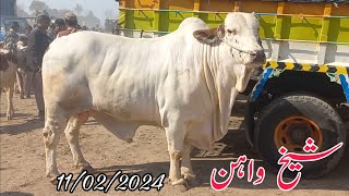 Election 2024 Ki Trhan Sheikhwan Cow Mandi Ki Surathal|