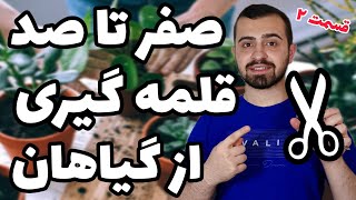 صفر تا صد قلمه گیری از گیاهان✂️| چطوری از گیاه  قلمه بگیریم؟ 🪴| آموزش تصویری تکثیر کردن گل و گیاه