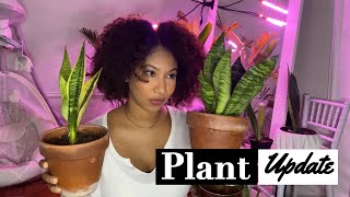 HOUSE PLANTS UPDATE | DEALING WITH PESTS | GROW LIGHTS