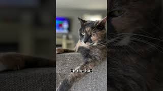 batcat…. 🦇🦇🐱🐈| #shorts #trending #cats #cute #youtube