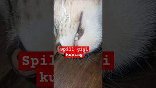 ini gigi kucingku😅 #funny #shorts #cat