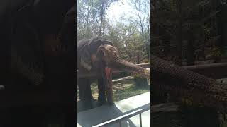 Feeding elephants at Phuket Elephant Sanctuary