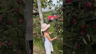 Apple picking with my love 😍 😘