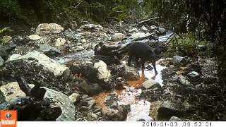 Mountain tapir (Tapirus pinchaque) with baby