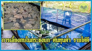 การเลี้ยงกบในกระชังบก | ต้นทุนต่ำ | รายได้ดี |