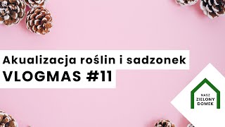 Aktualizacja rośliny i sadzonki | Jak akcja ratunkowa anthurium clarinervium i monstery  VLOGMAS