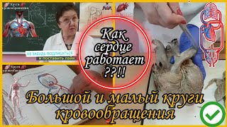 Большой и малый круги кровообращения.