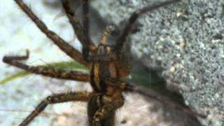 Watts Creek Halloween___SPIDERS__HD__Harlan County Kentucky.mpeg