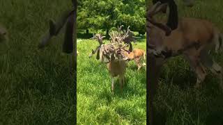 Animals africa #shorts #ytshorts #animal #africa #deer #bbcindia #netgeowild