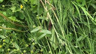 アルベルガヌスベニヒカゲErebia alberganus (Almond-eyed Ringlet) 2024/06/29 Vars France