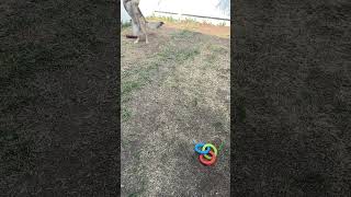 Charlie plays fetch #shorts #germanshepherdpuppy #viraldogsvideos #cutedogs #1kviews #subscribe