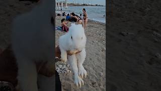 Bunny on the beach #bunny #beach