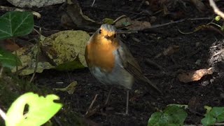 European robin #2