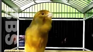 Canary Singing No.1,  Master Training Spectacular Video