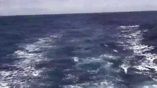 950+ lb Blue Marlin Crash Teaser Bite