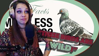 Lauren Reacts! *These birds are WILD (in every way)* True Facts: Pigeons Are Tricking You--Ze Frank