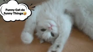 Funny Cat do funny Things||Cute cat||#short #shorts #happy #shortsfeed #cutekitten #viral #cat #cats