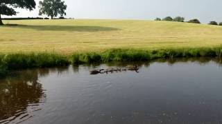 Ducklings on the Canal at Buglawton 09/06/2016