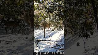 Va national forest buck and doe