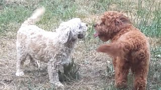 Cavapoo Play Time. Old Man Vs Puppy 😂❤️