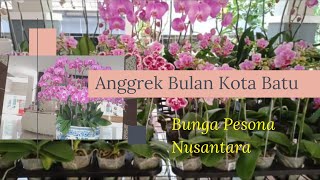 ANGGREK BULAN KOTA BATU