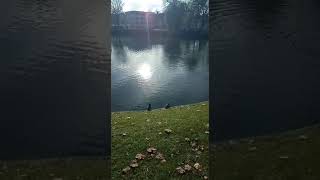 Ducks sunbathing by the lake