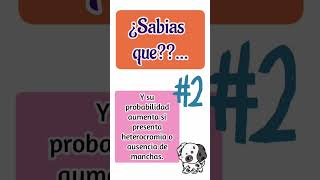 3 Datos curiosos de los perros que aun no sabias...😳🤯