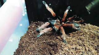 Brachypelma bohemi gets stuck in molt. Two crippled legs.