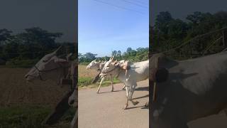 milk teeth hallikar bull calves #youtubeshorts #hassanhallikarstudio #hallikarbulls #shorts #viral