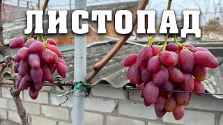 План робіт на листопад. Обрізка, обробка купоросами, укриття, посадка саджанців