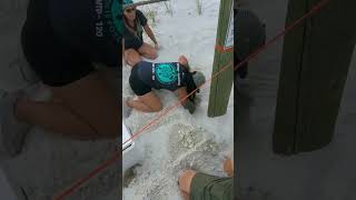 Turtle Nest Excavation 6 - 10(3)