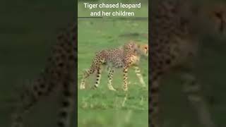 Tiger chased # Leopard protecting her cubs# Jungle #viral short