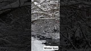 Winter Wonderland: Peaceful Visuals & Calming Music