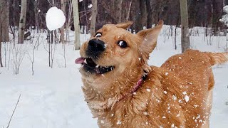 Dogs Reacting to First Snow Funniest Dog Reaction