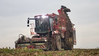 Lohnunternehmen Martin Schmid | Holmer Terra Dos T430 |Rübenernte 2021